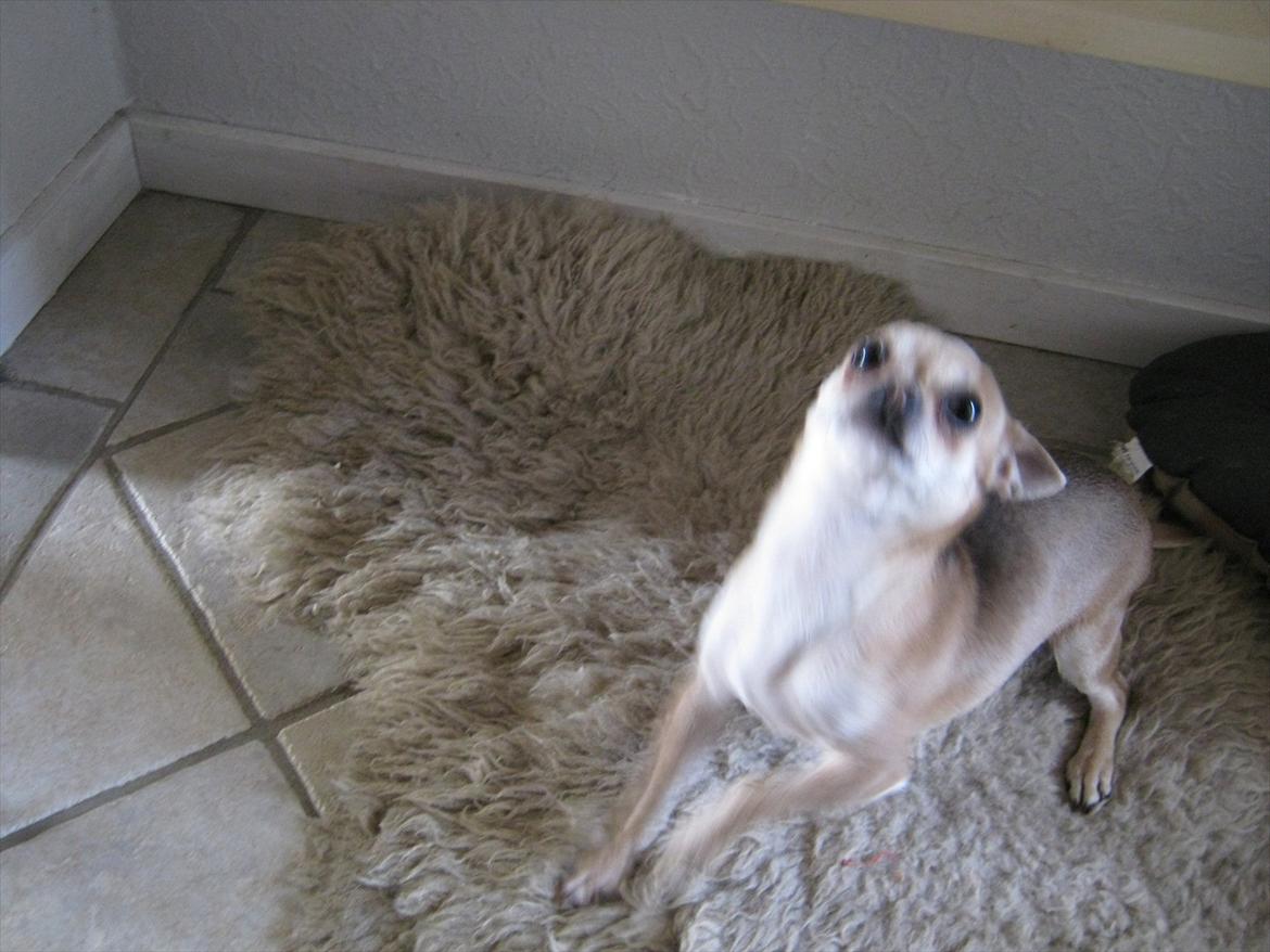 Chihuahua Princess Winka Biszu billede 12