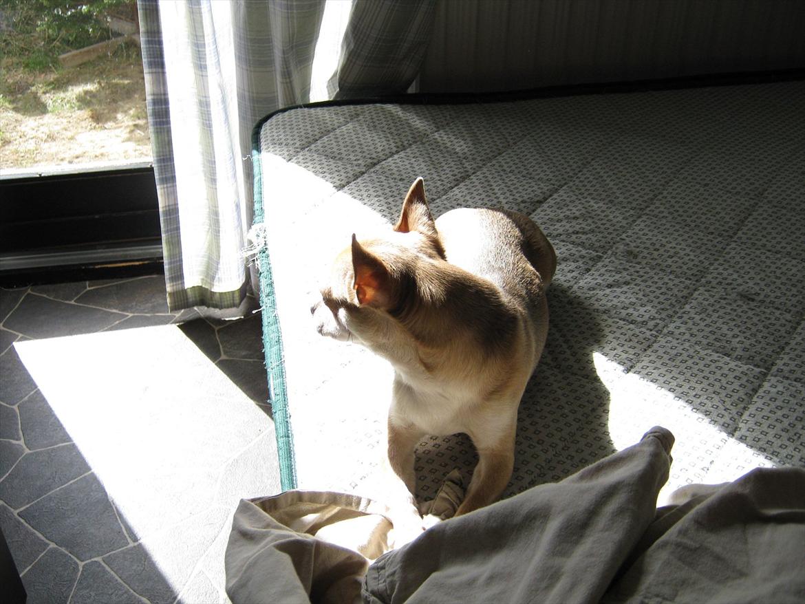 Chihuahua Princess Winka Biszu billede 13