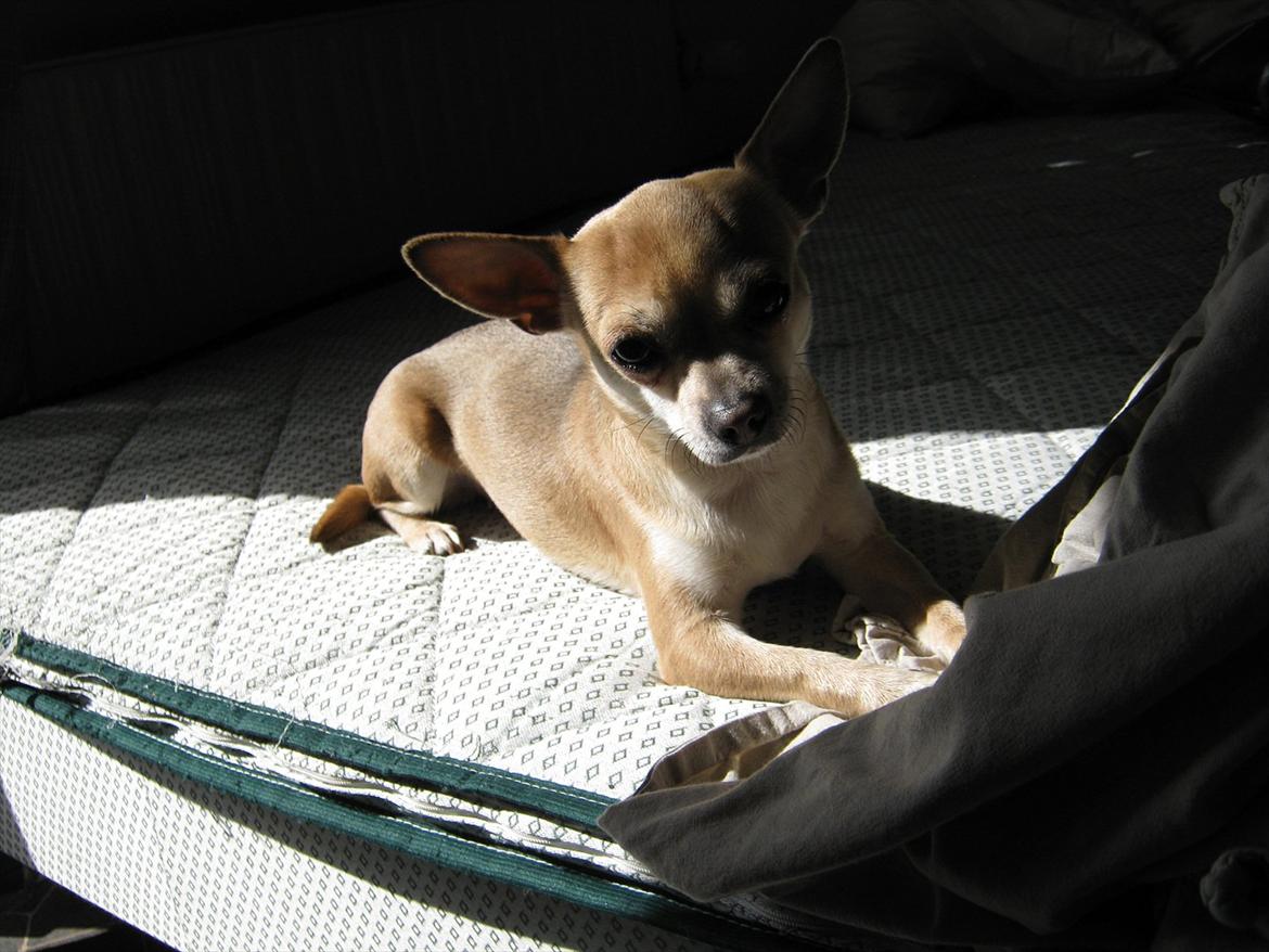 Chihuahua Princess Winka Biszu billede 14