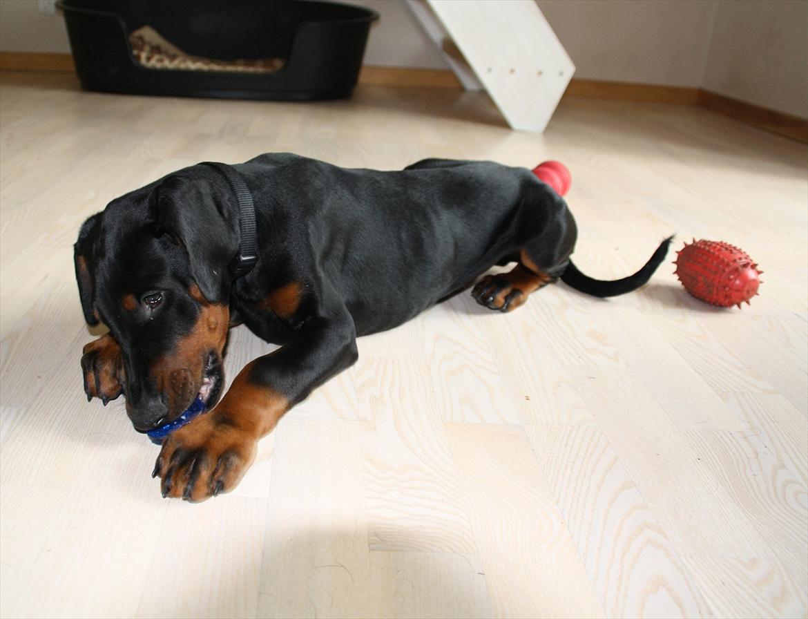 Dobermann Calle - 13 uger billede 14