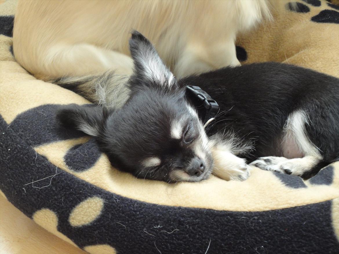 Chihuahua Dream´s Armani billede 10