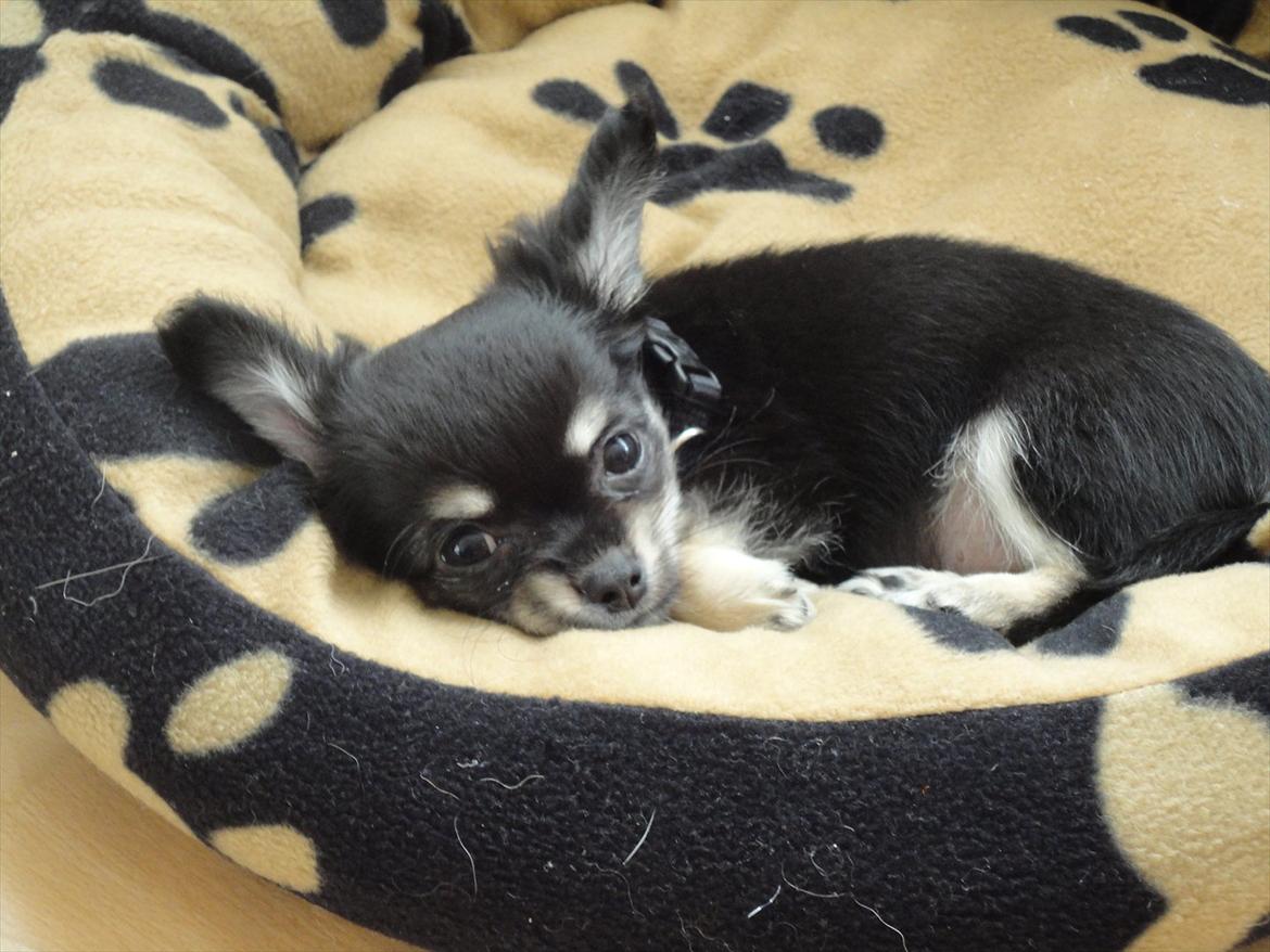 Chihuahua Dream´s Armani billede 9