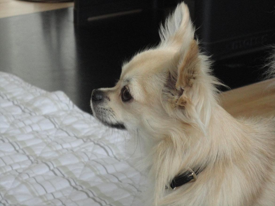 Chihuahua Elvis <3 billede 2