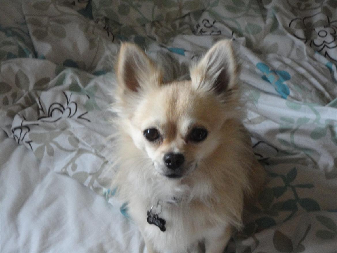 Chihuahua Elvis <3 billede 3