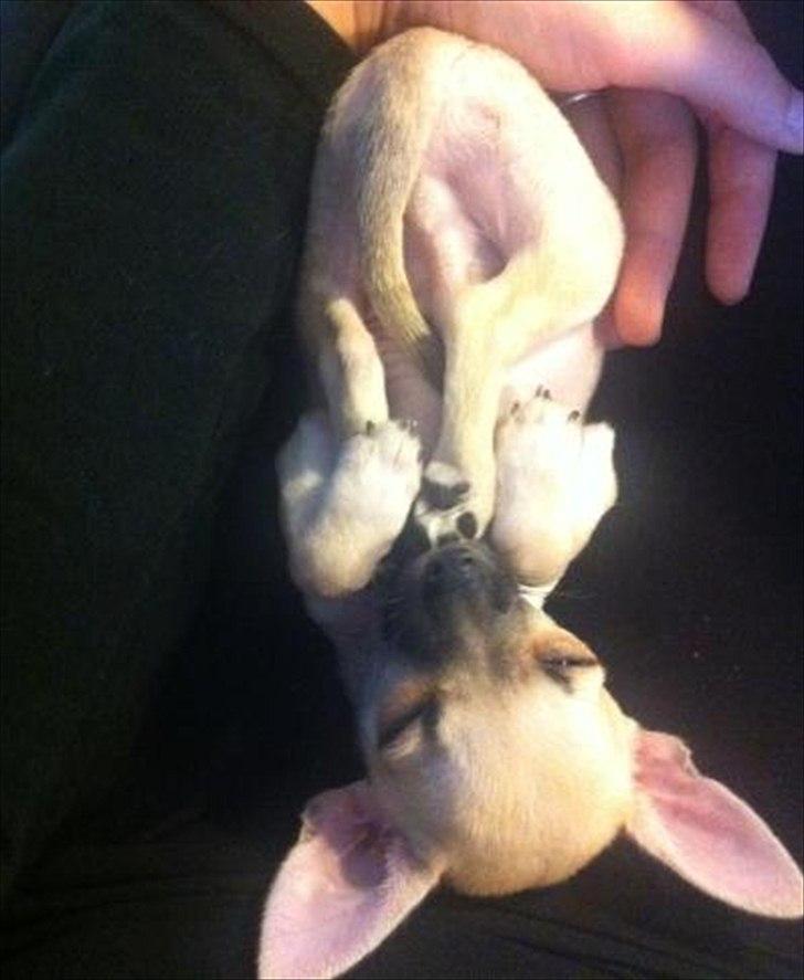 Blanding af racer Eddie. - tssshhh, jeg er hverfald ingen baby..
*ZZZZ*  billede 3