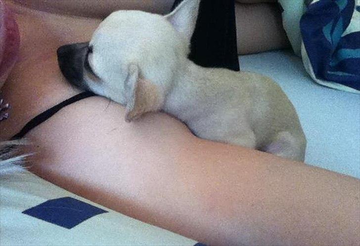 Blanding af racer Eddie. - Morgen Hygge :o) billede 4