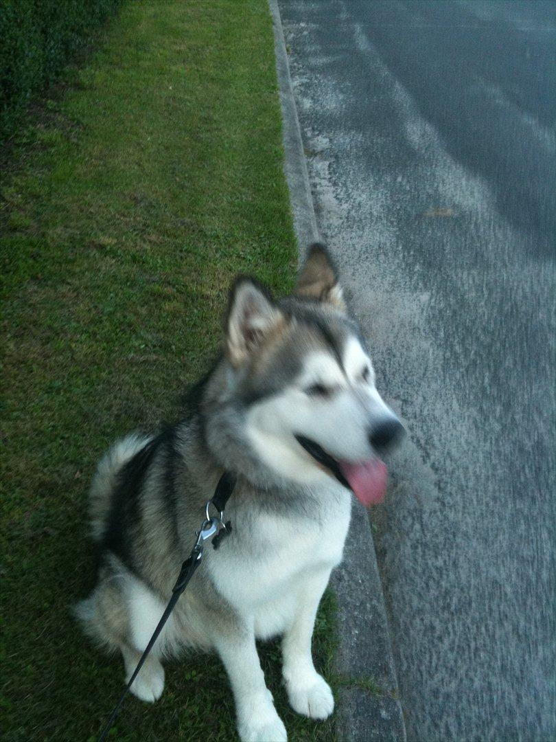 Alaskan malamute Kenzo - Ude og gå tur billede 2