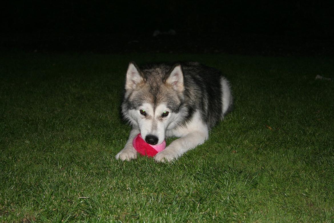 Alaskan malamute Kenzo - fik en bold af min mor billede 3