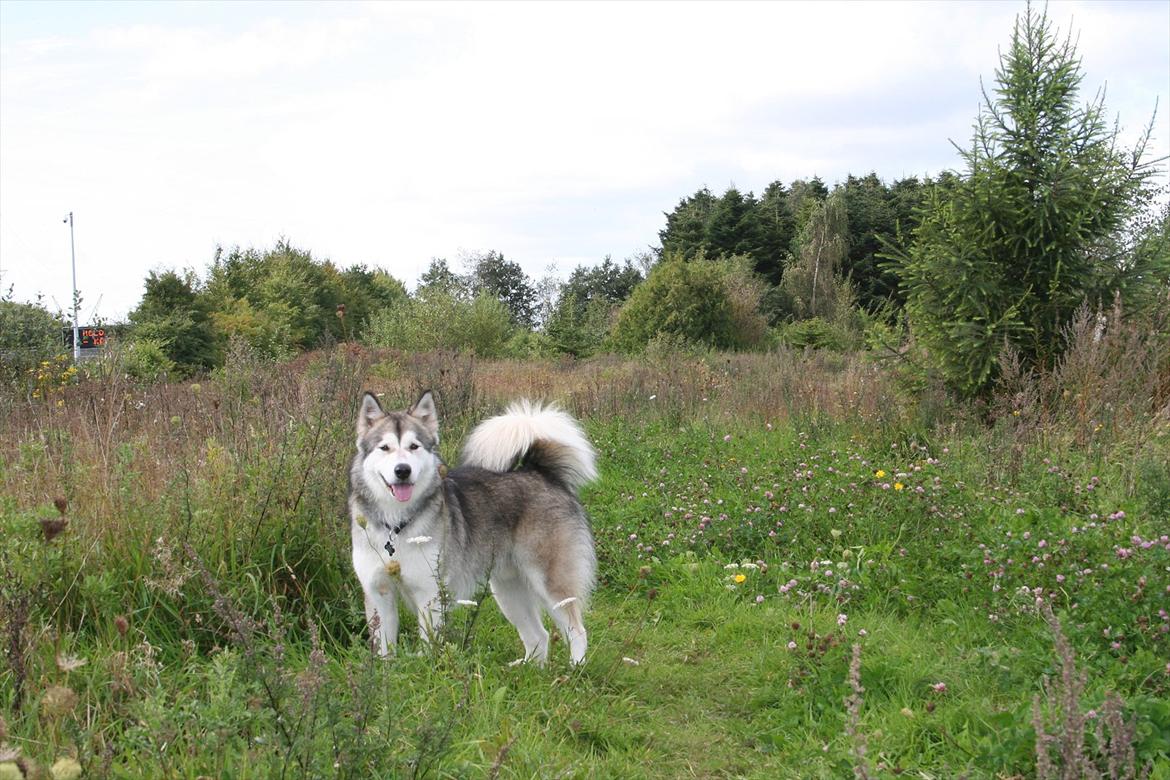 Alaskan malamute Kenzo - luftede lige far i hundeskoven billede 4