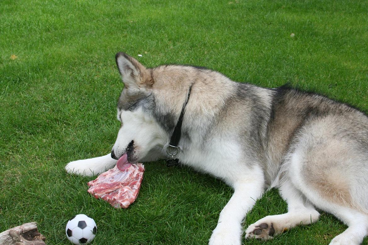 Alaskan malamute Kenzo - frossen kødben  yes billede 5