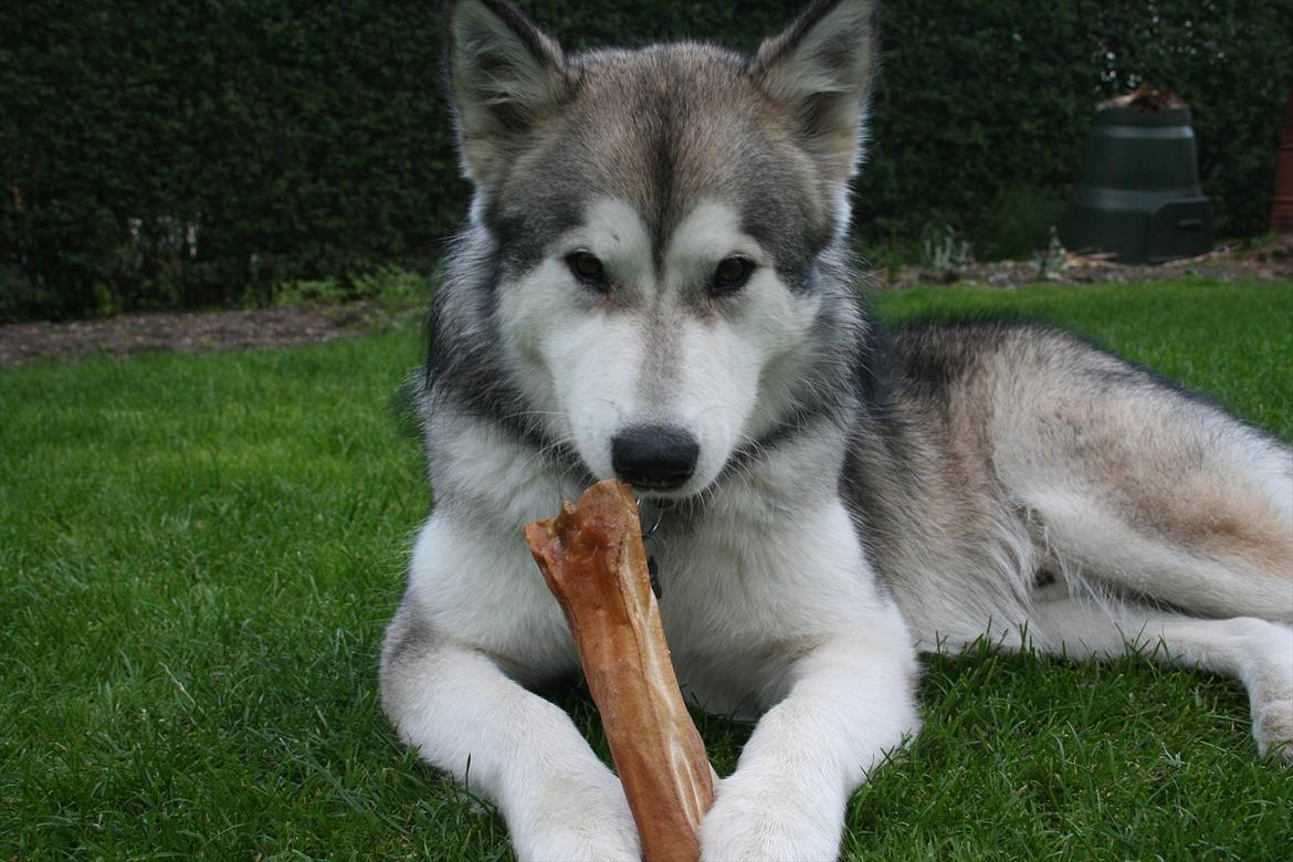 Alaskan malamute Kenzo - uhm nyt bideben billede 6