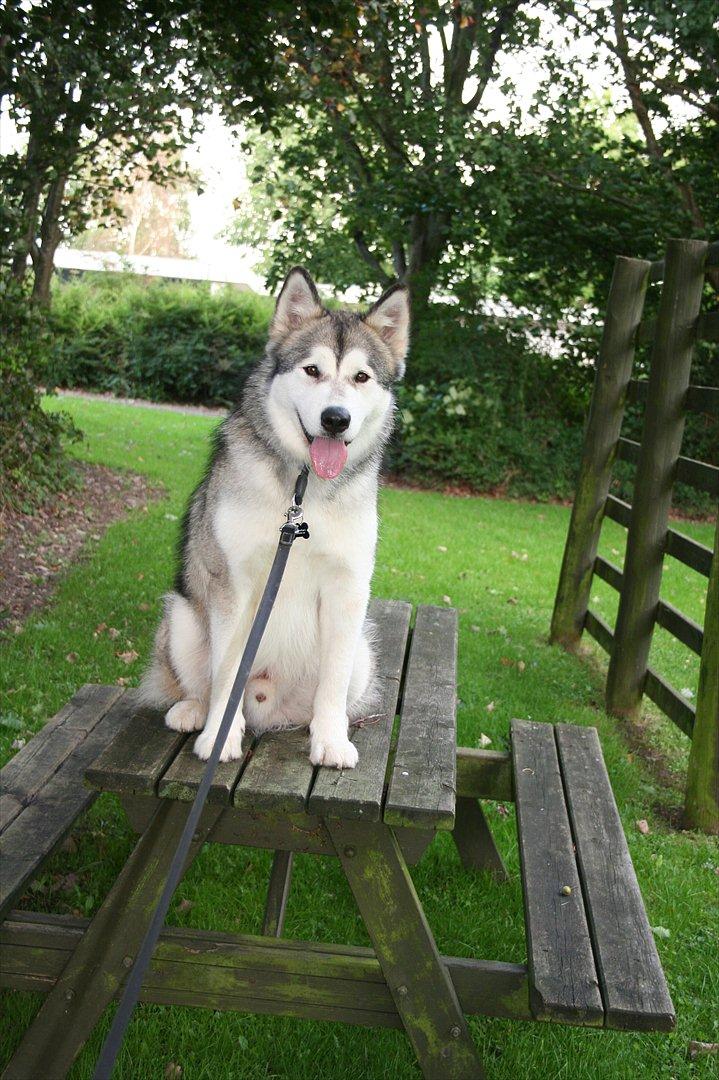 Alaskan malamute Kenzo - får lige et overblik  billede 7