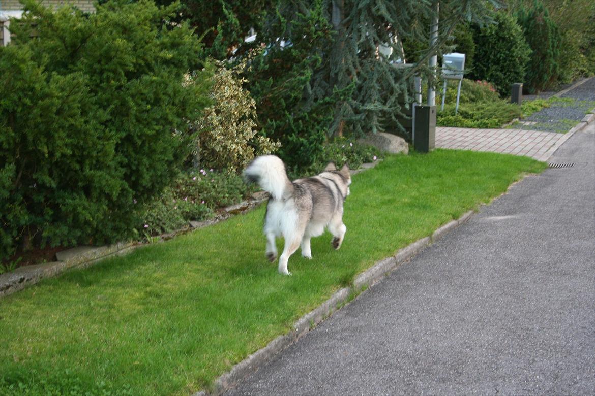 Alaskan malamute Kenzo - uden snor med mor.. kom nu billede 8