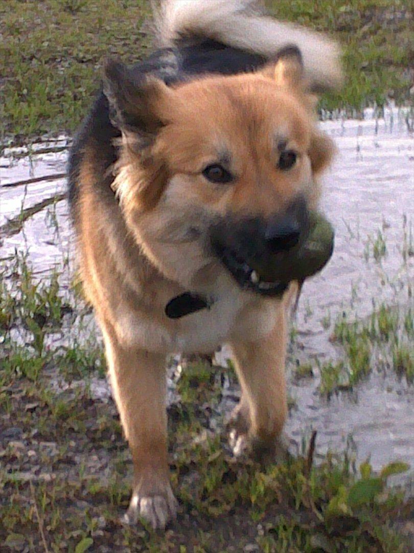 Islandsk fårehund Malou - Moaar nu kommer jeg med bolden.. Den er slet ikke våd og klam ;)  billede 3