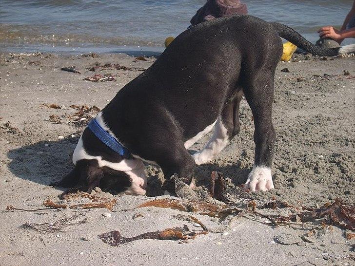 Grand danois Ludvig billede 16