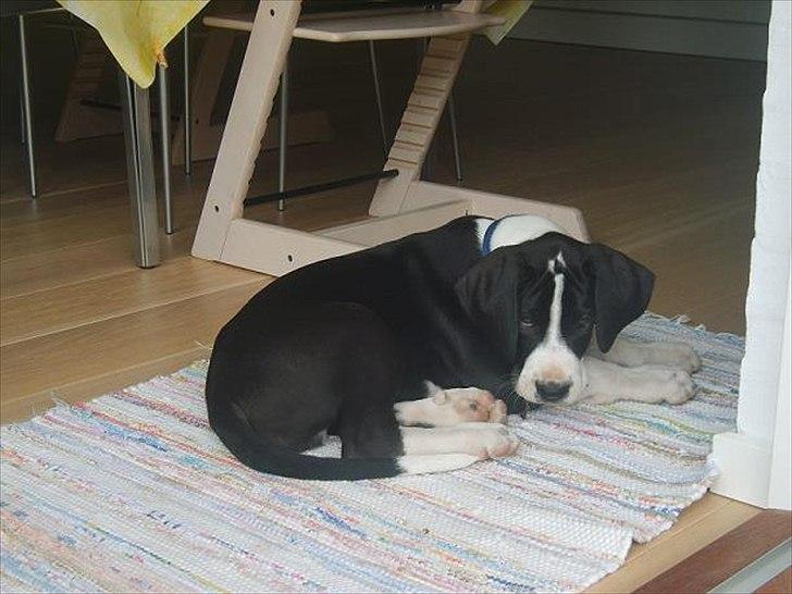 Grand danois Ludvig billede 19