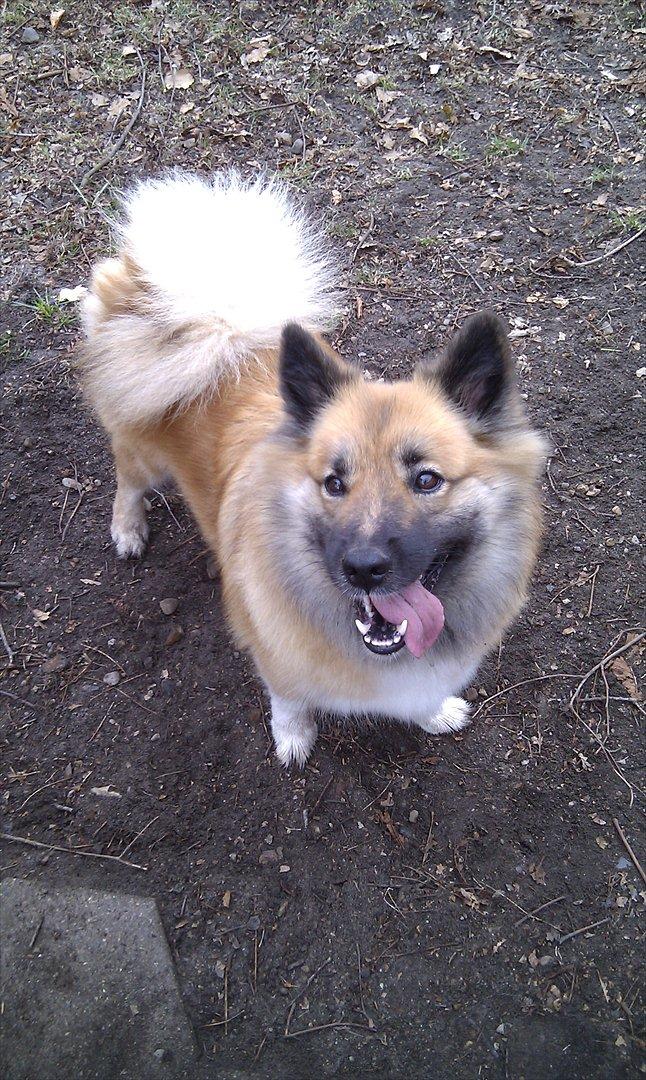 Islandsk fårehund Frenja billede 5