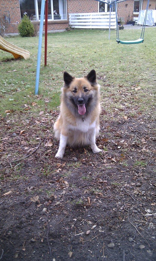 Islandsk fårehund Frenja billede 6