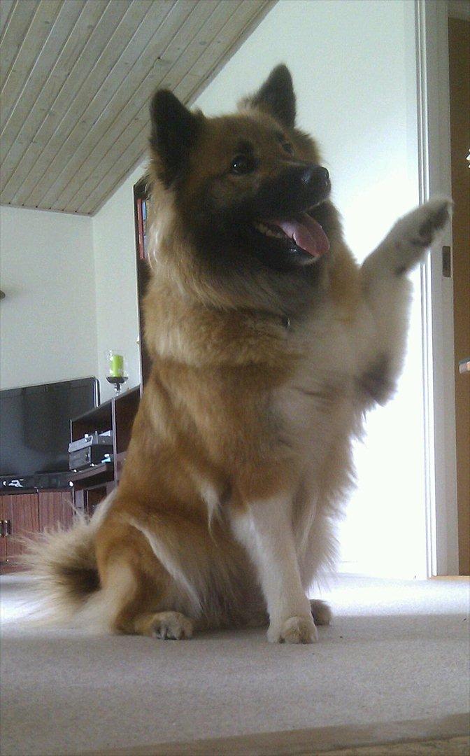 Islandsk fårehund Frenja billede 4