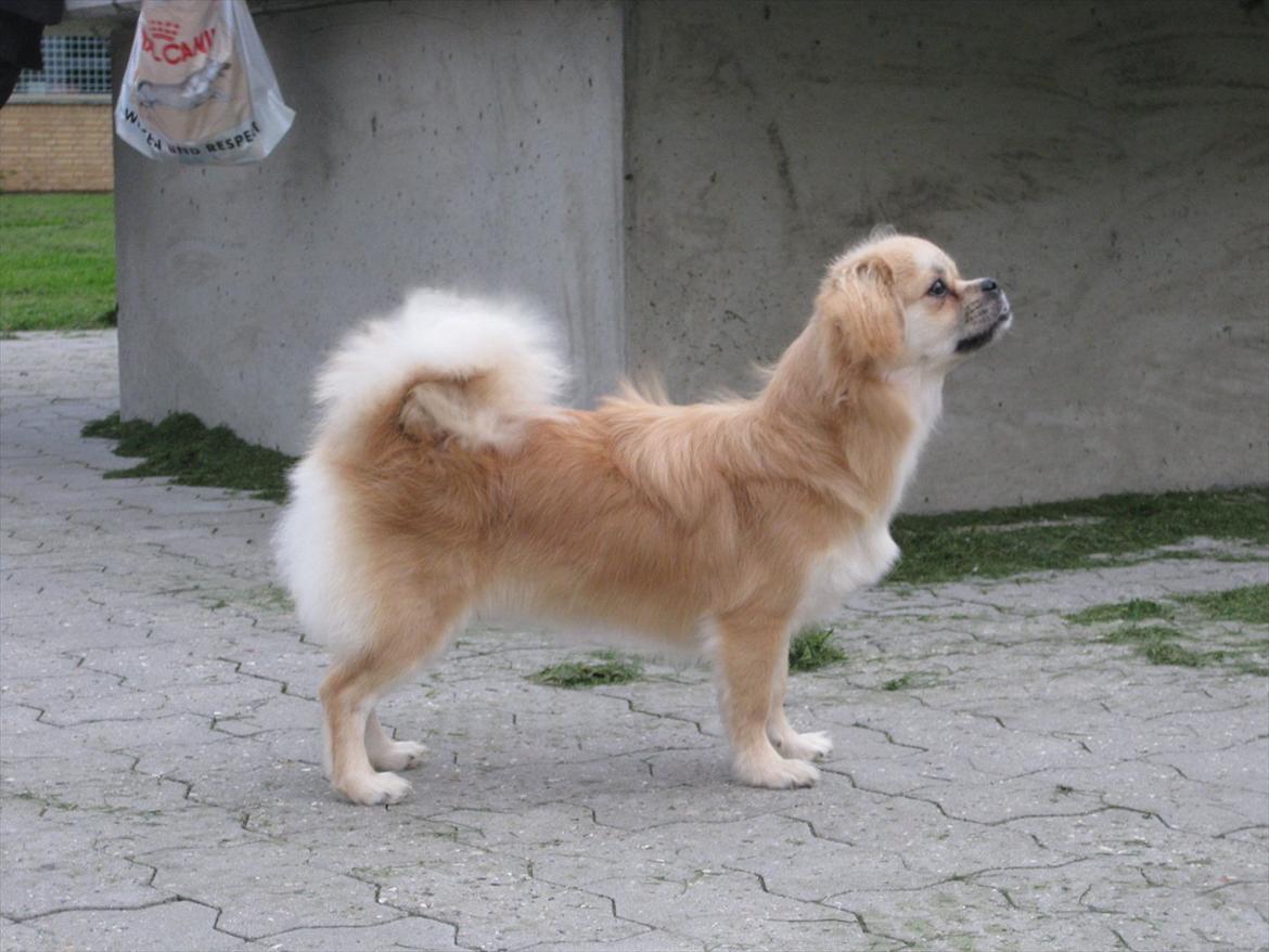 Tibetansk spaniel Khyi-Mo's J-Zigsa billede 10