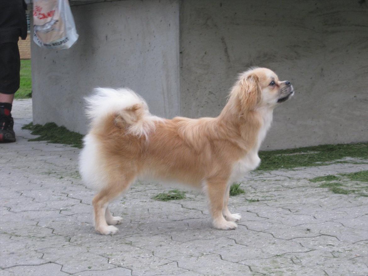 Tibetansk spaniel Khyi-Mo's J-Zigsa - 7 mdr og på vej hjem med min nye familie billede 1