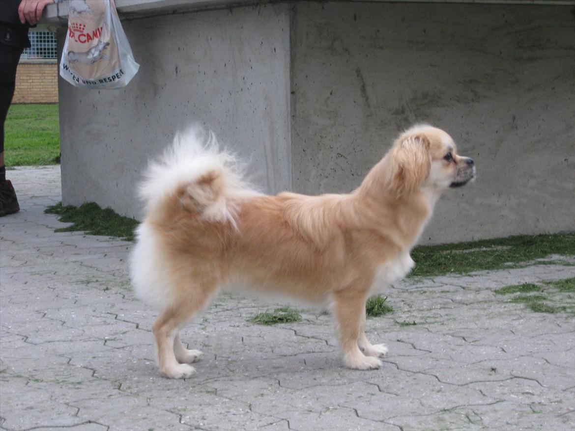 Tibetansk spaniel Khyi-Mo's J-Zigsa billede 11
