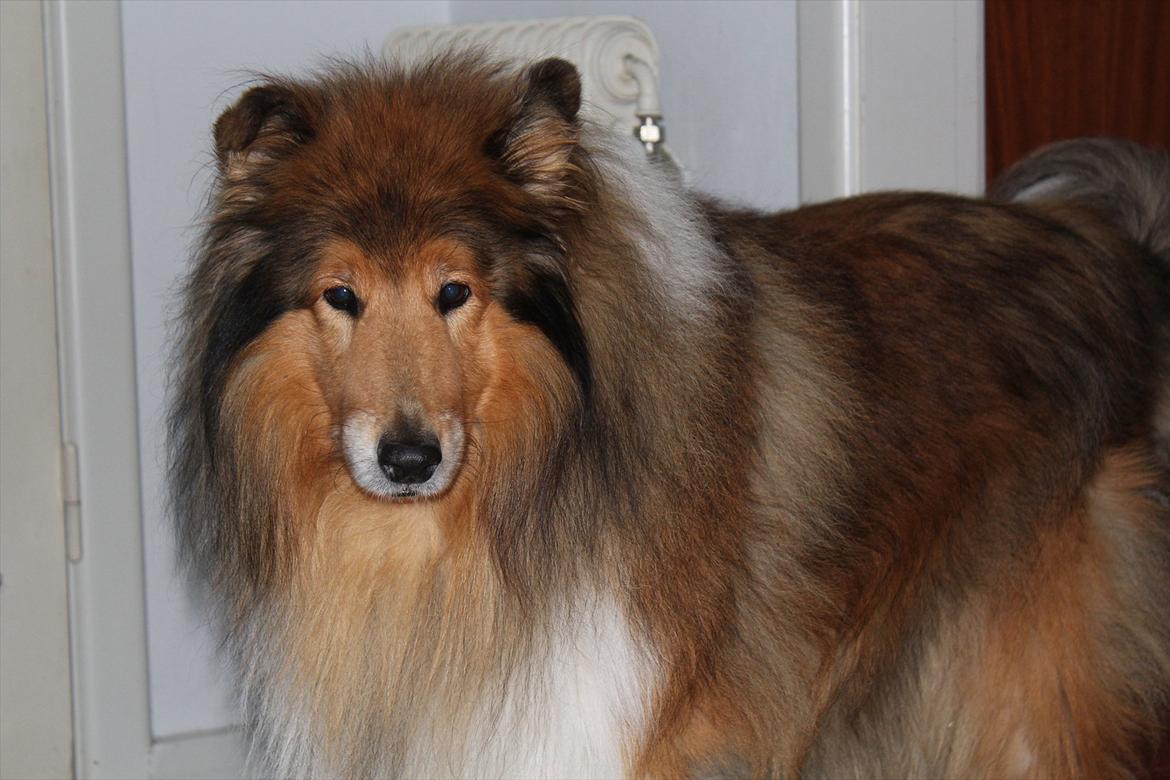 Collie langhåret Tiger billede 8