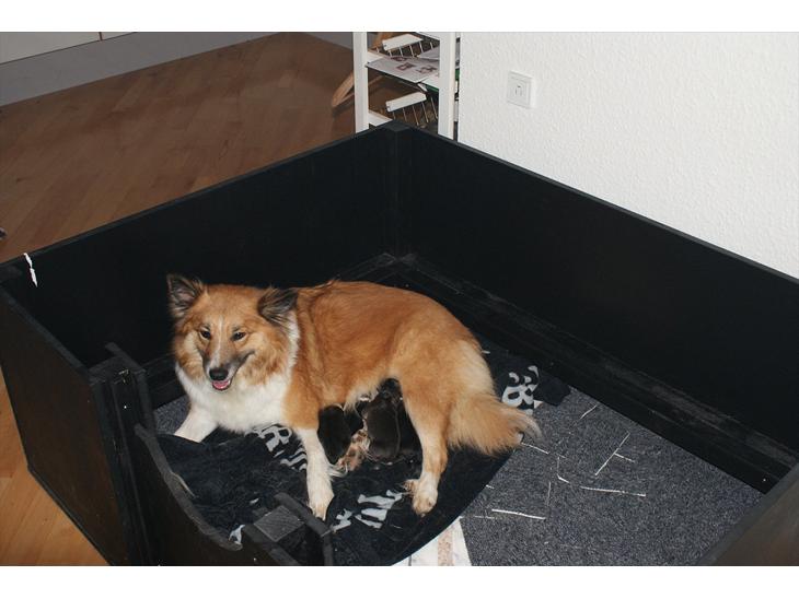 {{currentPhoto.altText}} billede {{currentPhoto.number}}