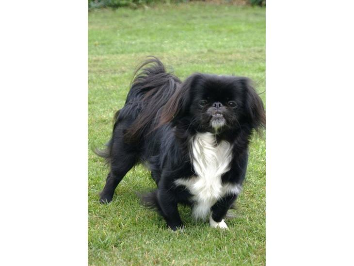 {{currentPhoto.altText}} billede {{currentPhoto.number}}