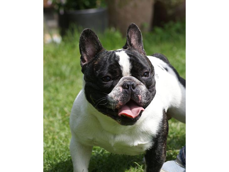 Fransk bulldog Charlie - Grumpy billede 1