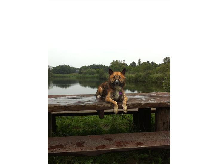 {{currentPhoto.altText}} billede {{currentPhoto.number}}