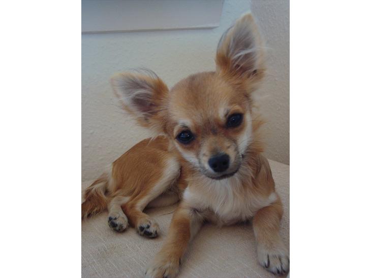 Chihuahua Adam billede 1