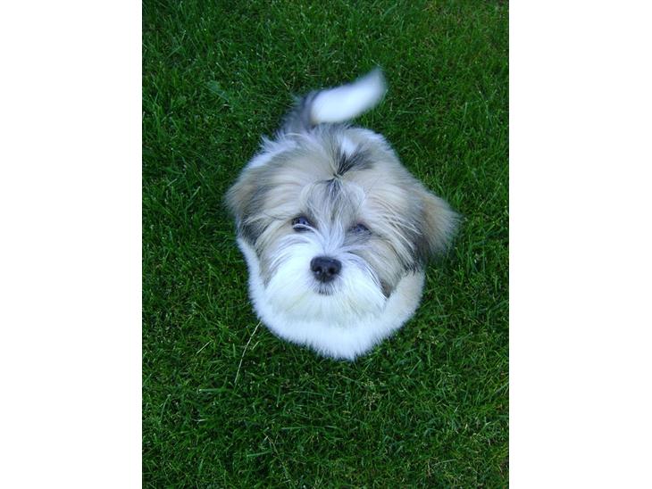 {{currentPhoto.altText}} billede {{currentPhoto.number}}