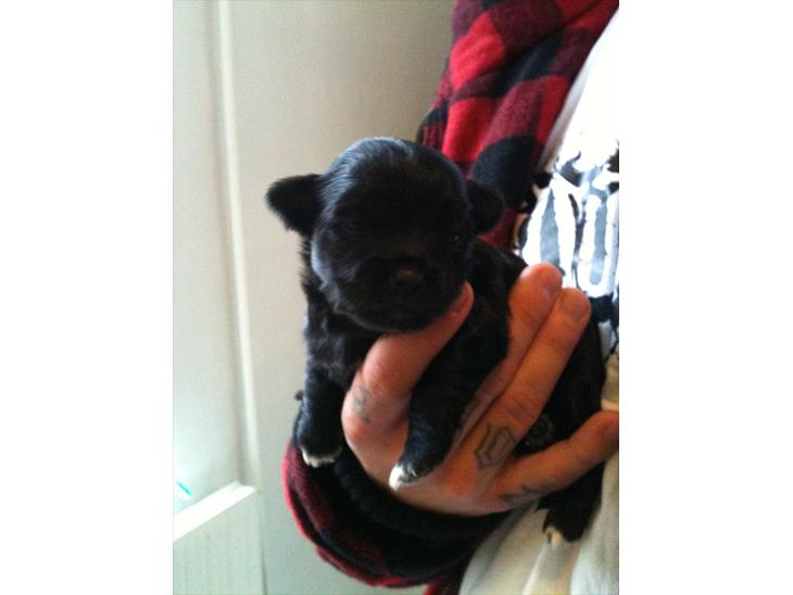 {{currentPhoto.altText}} billede {{currentPhoto.number}}