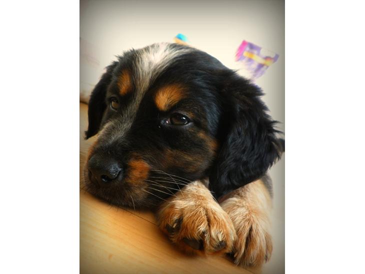 {{currentPhoto.altText}} billede {{currentPhoto.number}}