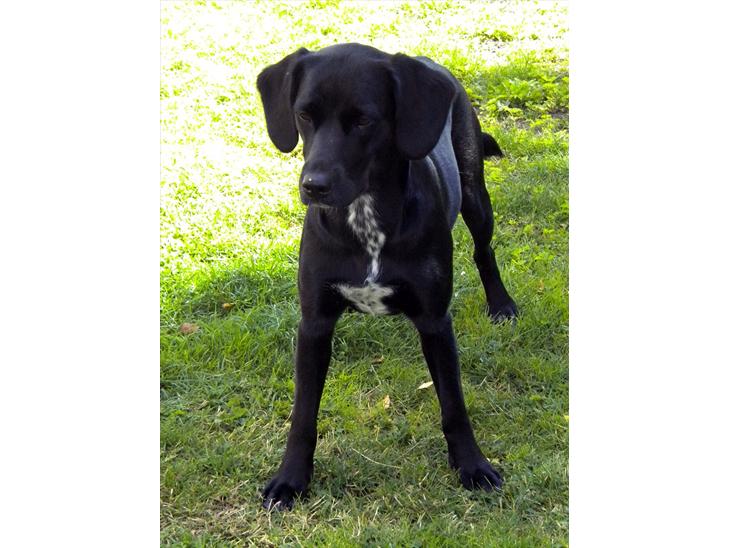 Blanding af racer Maggie - Velkommen til min profil :O) billede 1