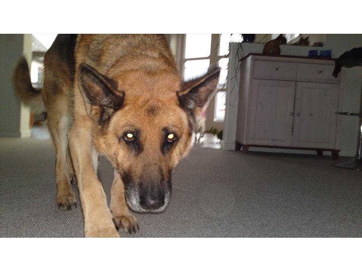Schæferhund Biti billede 1