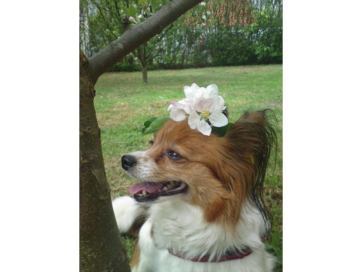 {{currentPhoto.altText}} billede {{currentPhoto.number}}