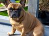 Fransk bulldog Monty