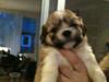 Lhasa apso Madison Secretariat