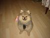 Pomeranian Wimse Von Red Bull