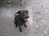 Blanding af racer ¨Bella  [Tidl. hund]