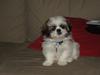Shih tzu Basse