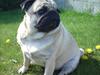 Mops Karla
