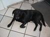 Labrador retriever Max