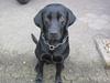 Labrador retriever Baby Marco
