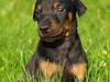 Dobermann Proud Danish Damian (Simba)