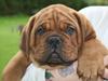 Dogue de bordeaux Shadow of Oak Excalibur