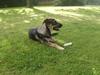 Blanding af racer Aya R.I.P min smukke engel. [ Himmelhund]