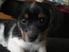 Blanding af racer (Papillon-Yorkie) Pepsi 